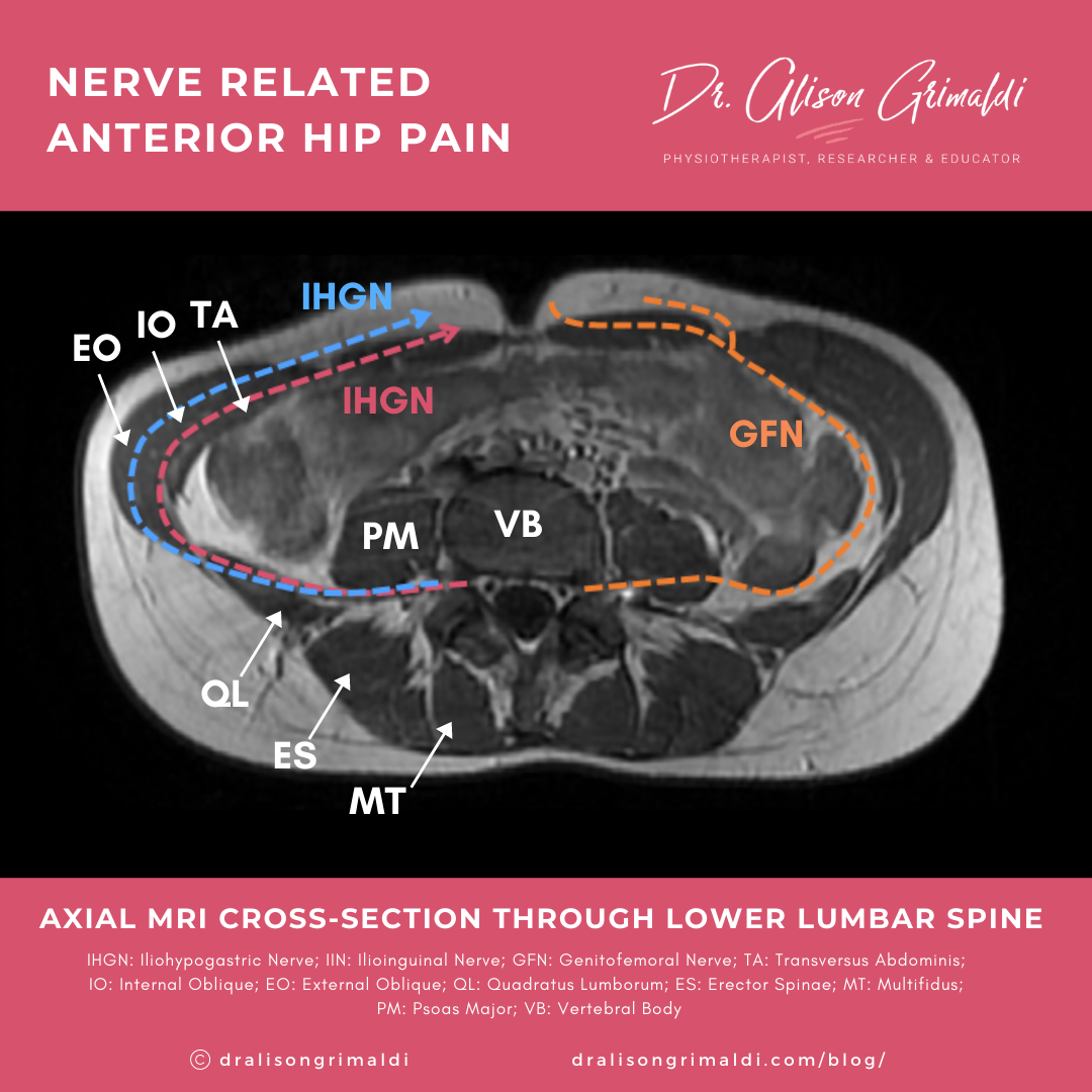 Axial cross section_ pathway of nerves serving the anterior hip_blog infographic