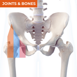 Differential Diagnosis of Anterior Hip Pain_Bones & Joints