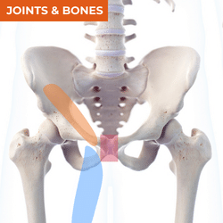 Differential Diagnosis of Groin Pain_Bones & Joints