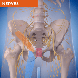 Differential Diagnosis of Groin Pain_Nerves