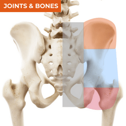 Differential Diagnosis of Hip Pain_Bones & Joints