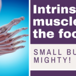 Intrinsic-muscles-of-the-foot