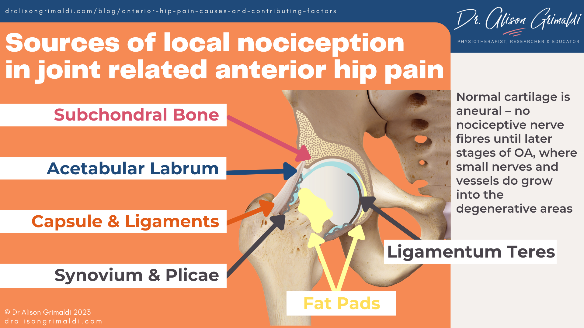 Sources-of-local-nociception-in-joint-related-anterior-hip-pain