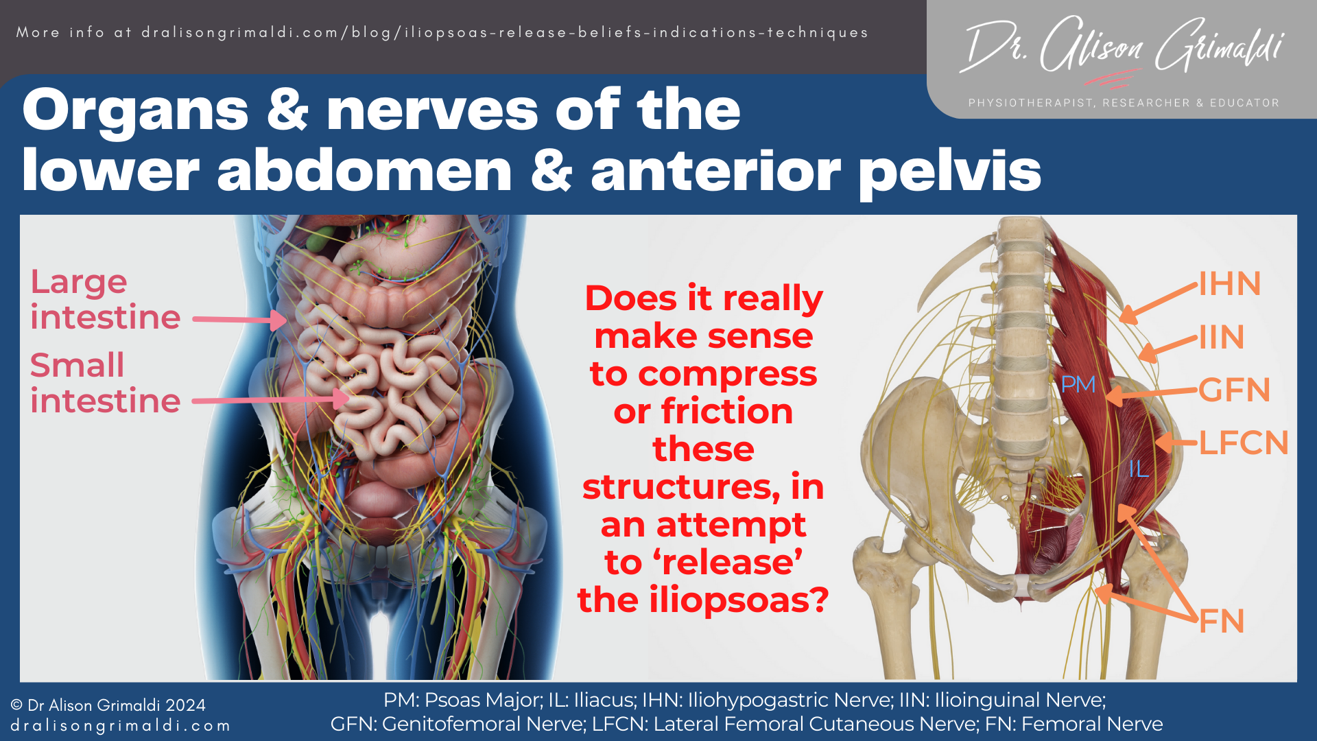 Organs-&-nerves-of-the-lower-abdomen-&-anterior-pelvis