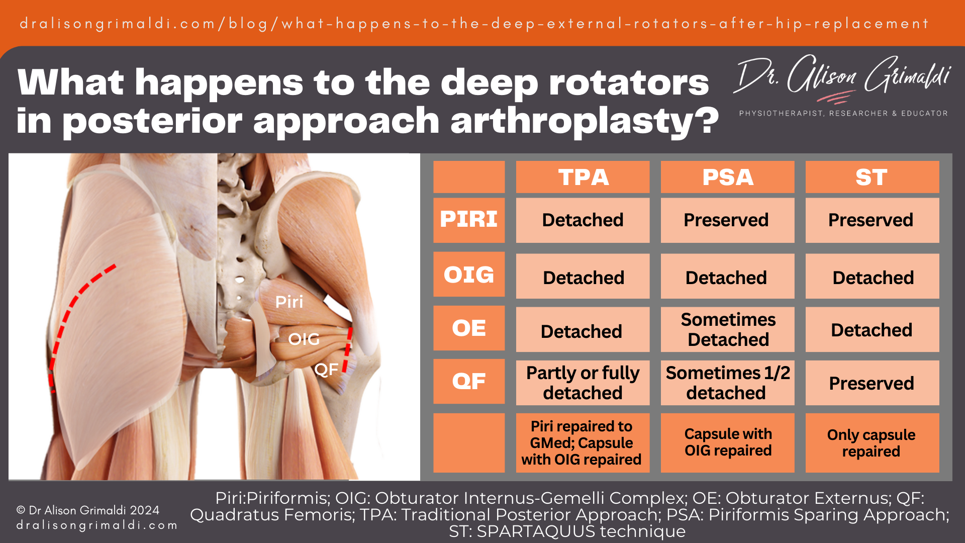 what-happens-to-the-deep-rotators-in-posterior-approach-arthroplasty