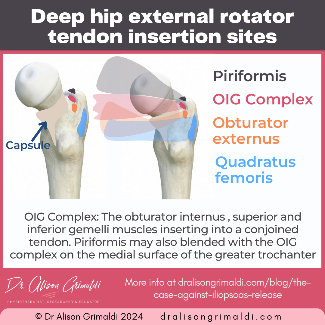 deep-hip-external-rotator-tendon-insertion-sites
