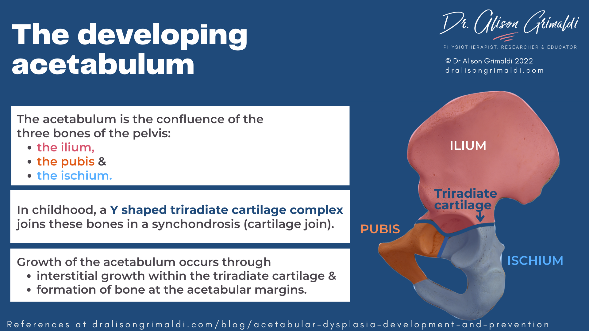 The developing acetabulum