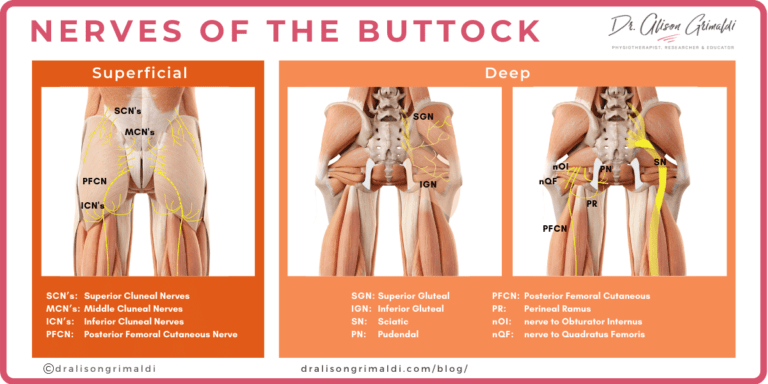 getting-to-the-bottom-of-buttock-pain-part-2-dr-alison-grimaldi