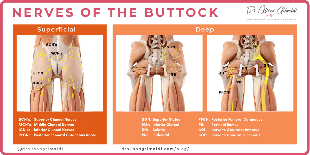 Diagram Of Nerves In Buttocks