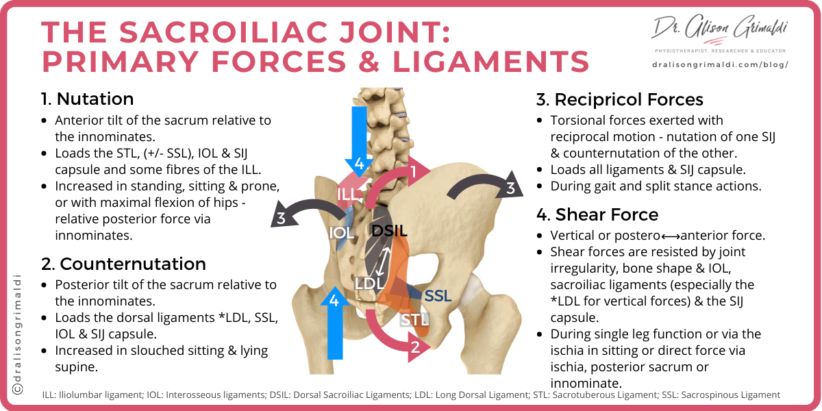 Sacroiliac Joint - Forces and Ligaments Infographic
