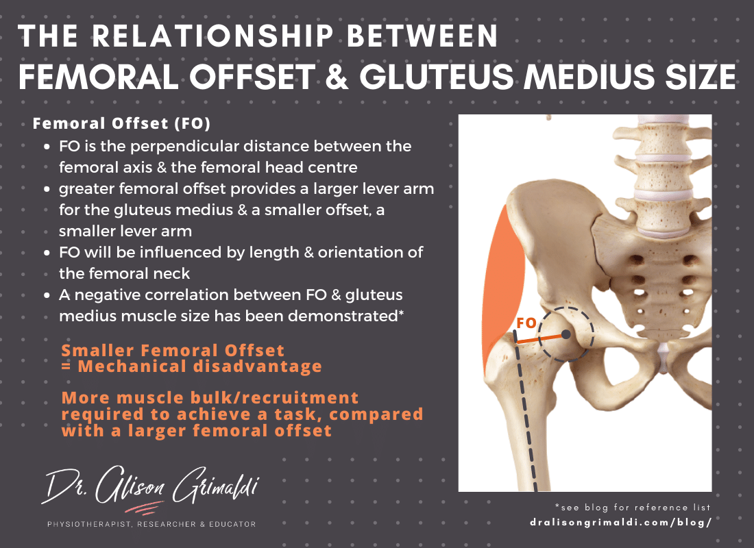 The relationship between femoral offset and gluteus medius size