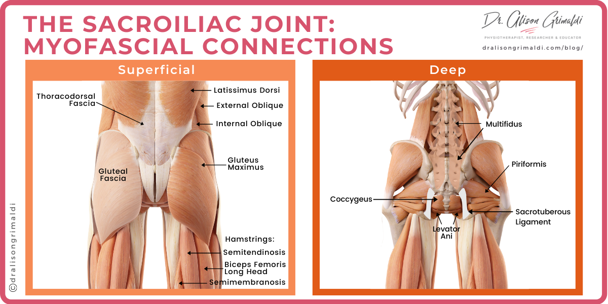 The sacroiliac joint -Myofascial Connections